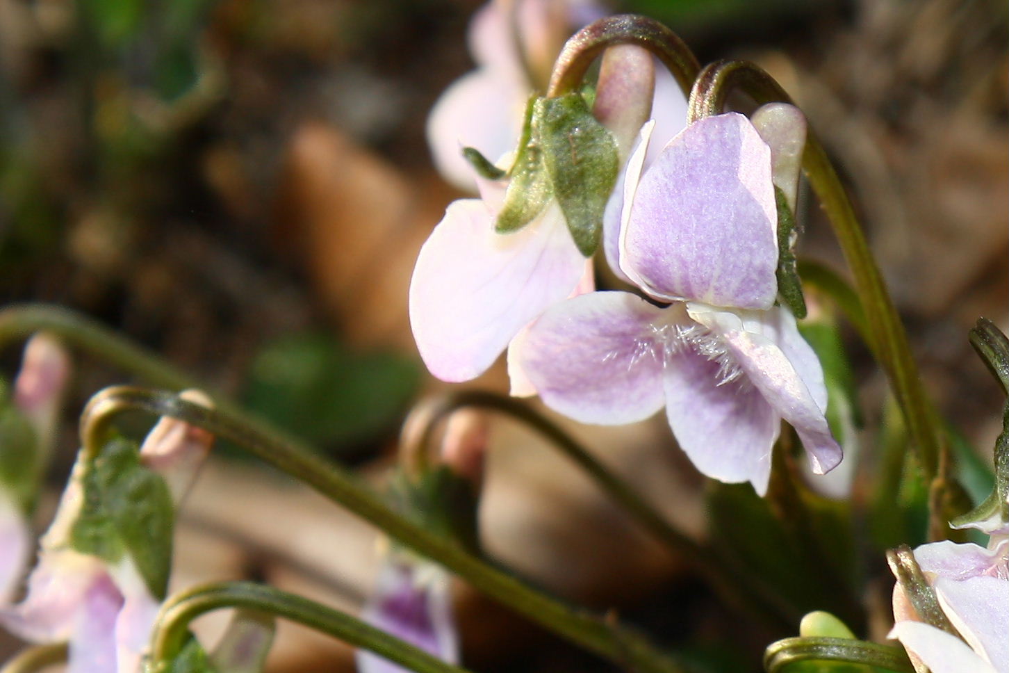 Viola da determinare-2 ??